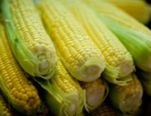 Csemege kukorica öntözése – Szántóföldön